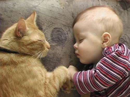 Gato e bebê dormindo