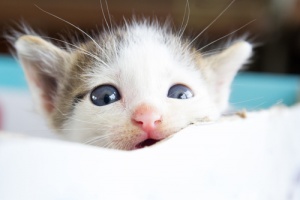 É verdade que os animais choram?