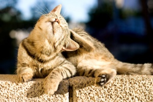 A alergia alimentar nos gatos