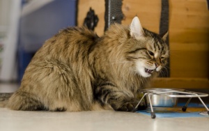 A hipersensibilidade alimentar nos gatos