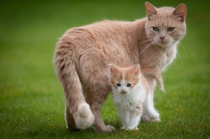 Notas sobre o instinto maternal dos gatos