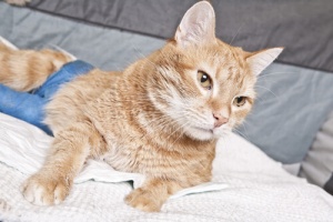 Fungos nos gatos