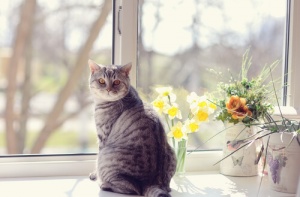 O que é a marcação de território dos gatos?