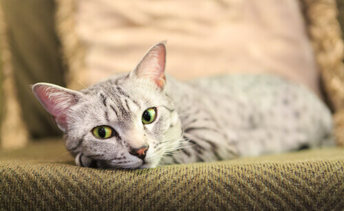 Você conhece a raça de gatos Mau egípcio? Aqui contaremos a você sobre a raça