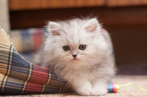 O gato Persa: conheça suas características