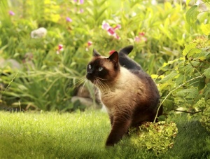 Quais são as principais características do gato Siamês?