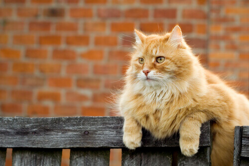 Como os gatos marcam seu território? Como os gatos marcam seu território?