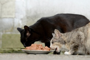 Favoreça a saúde de seu animal de estimação utilizando nutrientes como um suporte terapêutico