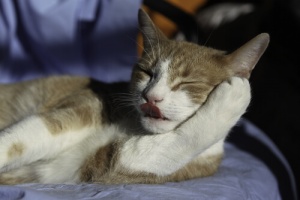 Os carrapatos nos gatos, esses indesejados parasitas