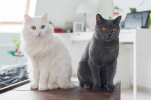 Os animais de estimação e as alergias... Há muitas soluções!