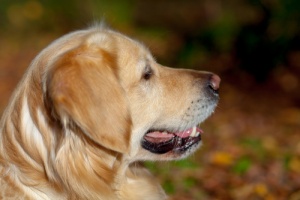 Cachorro nasceu sem os olhos e ajuda doentes mentais e deficientes