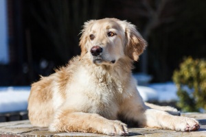 O Hovawart, um cão ativo e servil