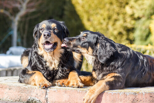 Cães da raça Hovawart