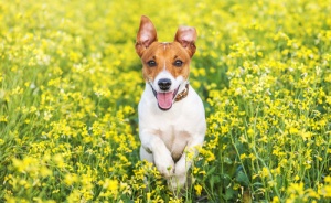 O Jack Russell Terrier: um cão muito inteligente