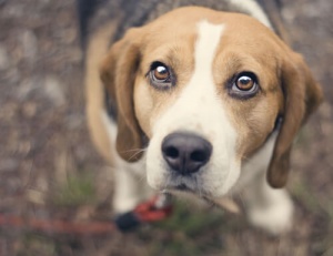 Limpar os olhos e retirar a remela nos olhos de nossos animais de estimação