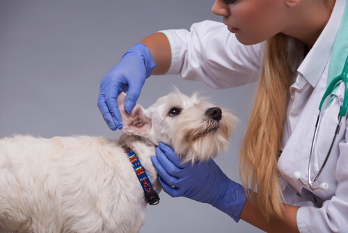 Veterinária limpando as orelhas de um cão