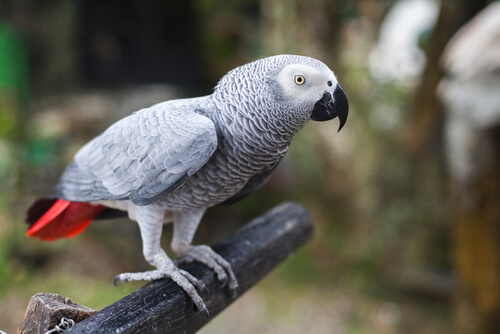 papagaio-gris-africano-2