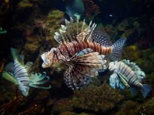 Os perigos de libertar animais exóticos na natureza