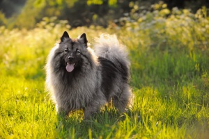 Características dos cachorros Keeshond. Descubra como eles são!