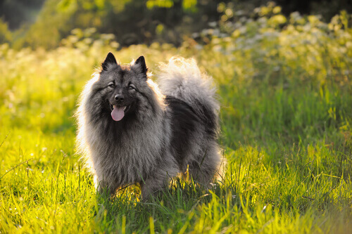 Características dos cachorros Keeshond. Descubra como eles são! Características dos cachorros Keeshond. Descubra como eles são!