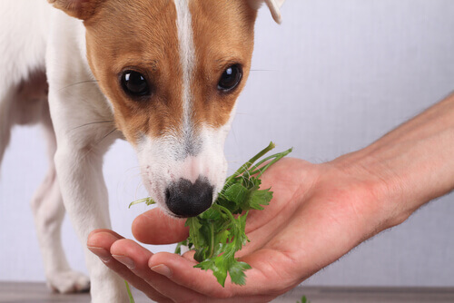 Frutas e vegetais na dieta de cães