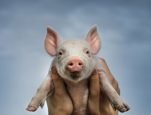 Porcos vietnamitas como animais de estimação Porcos vietnamitas como animais de estimação