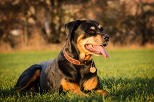 O que causa a agressividade canina?