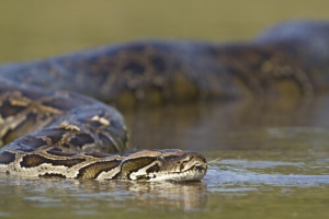 4 curiosidades importantes sobre as cobras
