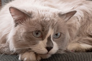 O Ragdoll, um gigante muito amável