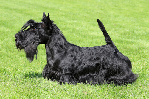 Conheça os Terriers mais populares - Meus Animais