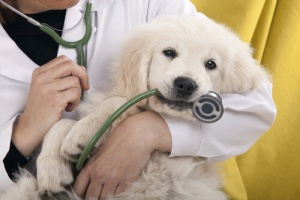 Os cachorros e o veterinário