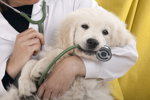 O relacionamento entre veterinário e animal