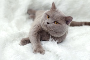 Tudo sobre o British Shorthair (Pelo curto inglês)