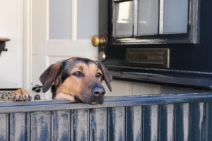 Dicas para evitar que seu cão aranhe as portas