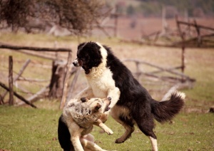 Corrigindo a agressividade dos cães