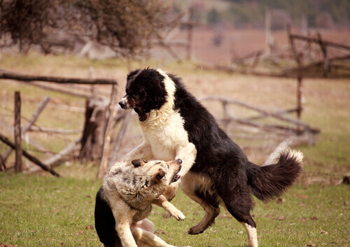 Corrigindo a agressividade dos cães