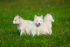 Alimentação especial para cães durante o primeiro ano de vida