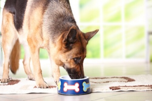 A alimentação dos cães a partir dos 7 anos de idade