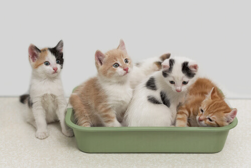 Conheça as vantagens da areia biodegradável para gatos