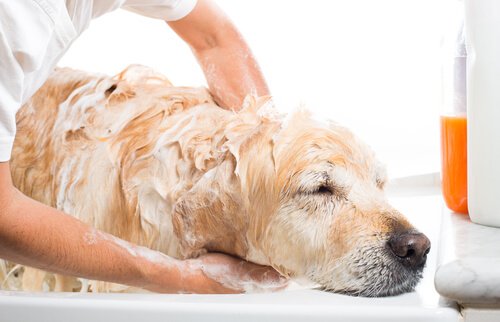 Cão tomando banho