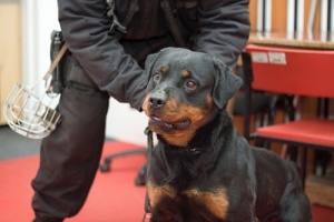 Treinamento dos cães anti-pirómanos