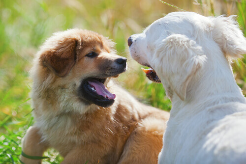 Corrigindo a agressividade