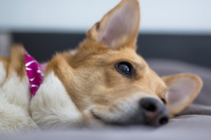 Pilhas e baterias: um perigo para os cães