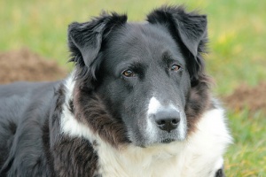 A dermatite ou irritação da pele dos cães