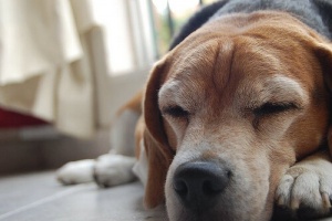 Manchas nos olhos dos cães: o que são e como remover