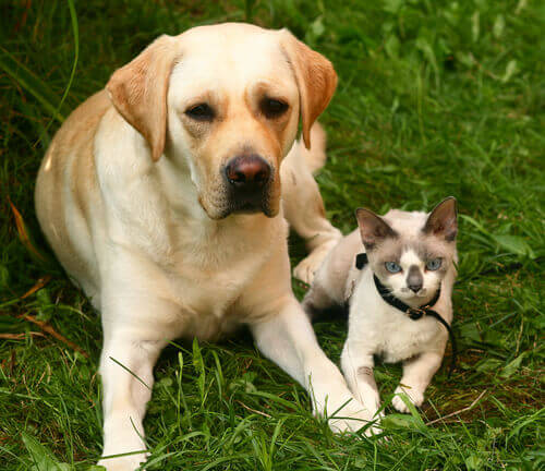 Cão e gato