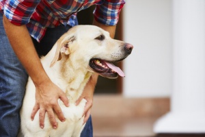 O que seu cão espera de você