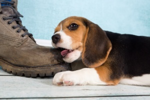 Por que o meu cachorro gosta tanto de morder sapatos e como corrigir isso