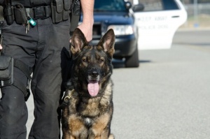 K-9: O trabalho de um cão policial