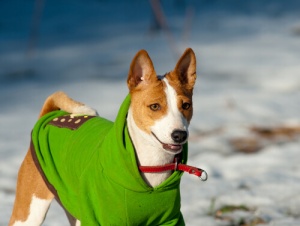 Algumas ideias de como fazer roupas para animais de estimação